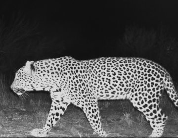 Conservation - Vondeling Wines Cape leopard