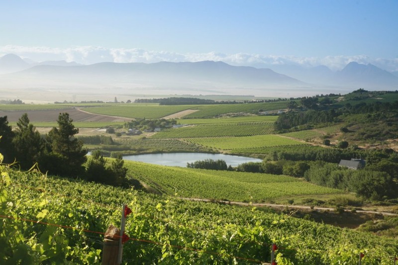 Sustainable Wine Farming - Everything You Need To Know - Vondeling Wines