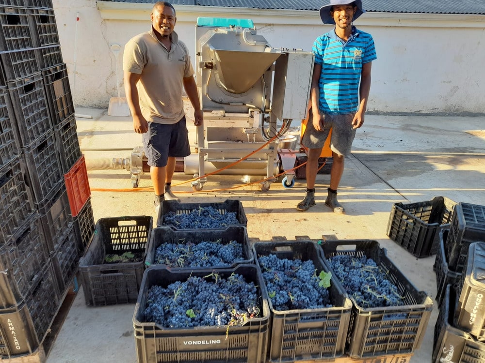 Wine Harvest Season 2022 - Vondeling Wines